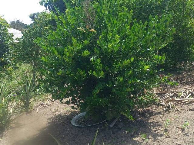 Chácara para Venda em Santa Branca - 5